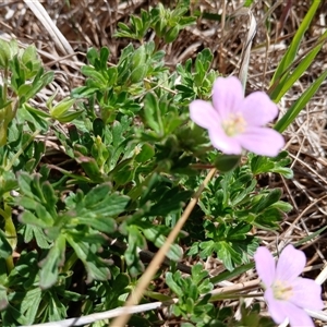 Geranium sp. Pleated sepals (D.E.Albrecht 4707) Vic. Herbarium at Cooma, NSW - 22 Nov 2024