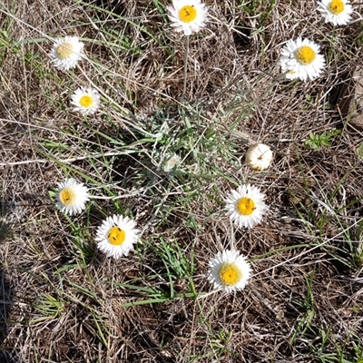 Leucochrysum albicans subsp. tricolor (Hoary Sunray) at Cooma, NSW - 21 Nov 2024 by mahargiani