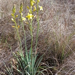 Bulbine bulbosa (Golden Lily, Bulbine Lily) at Cooma, NSW - 21 Nov 2024 by mahargiani