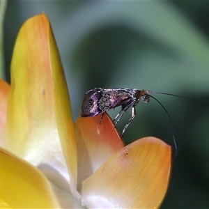 Nemophora (genus) at Acton, ACT - 21 Nov 2024 10:40 AM