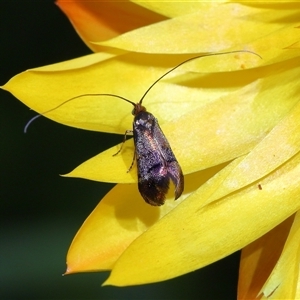 Nemophora (genus) at Acton, ACT - 21 Nov 2024 10:40 AM