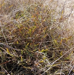 Bossiaea riparia at Cooma, NSW - 21 Nov 2024 by mahargiani