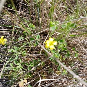 Oxalis sp. at Cooma, NSW - 22 Nov 2024 10:20 AM