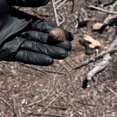 Sauroconcha corneovirens (Cumberland Plain Land Snail) at Orangeville, NSW - 22 Nov 2024 by BeckBrownlowHill