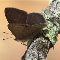 Erina hyacinthina (Varied Dusky-blue) at Acton, ACT - 21 Nov 2024 by Christine