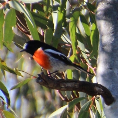 Petroica boodang (Scarlet Robin) at Whitlam, ACT - 4 Aug 2014 by Jennybach