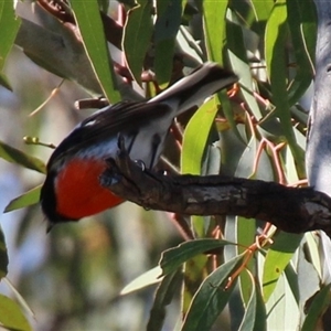 Petroica boodang at Whitlam, ACT - 4 Aug 2014 10:32 PM