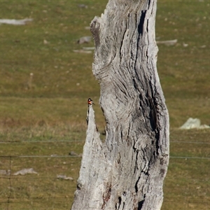 Petroica boodang at Whitlam, ACT - 4 Aug 2014 10:32 PM