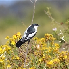 Lalage tricolor (White-winged Triller) at Kambah, ACT - 22 Nov 2024 by HelenCross