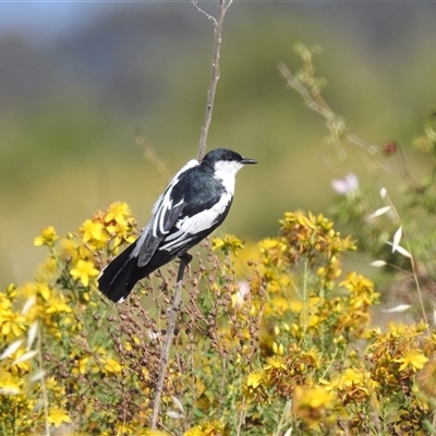 Lalage tricolor (White-winged Triller) at Kambah, ACT - 22 Nov 2024 by HelenCross
