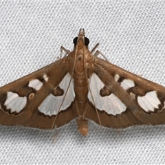 Glyphodes microta (A Crambid moth) at Bulli, NSW - 21 Nov 2024 by jb2602