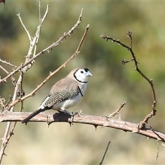 Stizoptera bichenovii (Double-barred Finch) at Kambah, ACT - 21 Nov 2024 by HelenCross