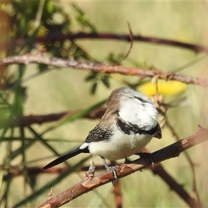 Stizoptera bichenovii at Kambah, ACT - suppressed