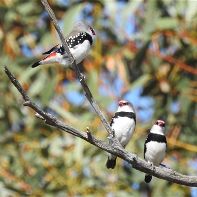 Stagonopleura guttata (Diamond Firetail) - 1 Jan 1900 by HelenCross
