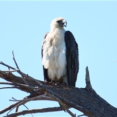 Haliaeetus leucogaster (White-bellied Sea-Eagle) at Fyshwick, ACT - 22 Nov 2024 by MB