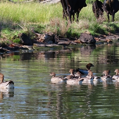 Chenonetta jubata (Australian Wood Duck) at Barton, ACT - 22 Nov 2024 by MB