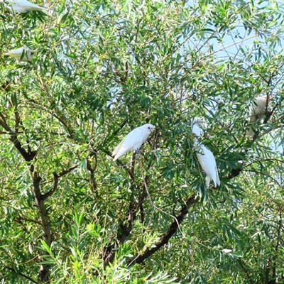 Cacatua sanguinea (Little Corella) at Barton, ACT - 21 Nov 2024 by MB