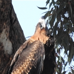 Aquila audax (Wedge-tailed Eagle) at Kambah, ACT - 21 Nov 2024 by HelenCross