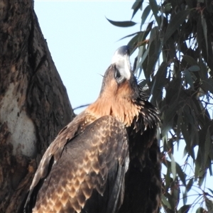 Aquila audax at Kambah, ACT - 22 Nov 2024