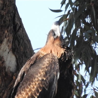 Aquila audax (Wedge-tailed Eagle) at Kambah, ACT - 21 Nov 2024 by HelenCross