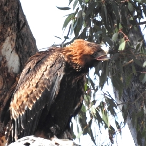 Aquila audax at Kambah, ACT - 22 Nov 2024