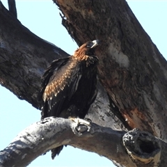 Aquila audax at Kambah, ACT - 22 Nov 2024