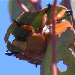 Anoplognathus montanus (Montane Christmas beetle) at Kambah, ACT - 21 Nov 2024 by HelenCross