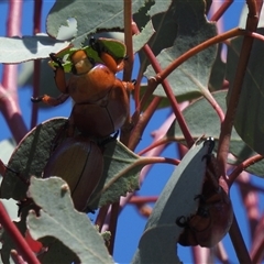 Anoplognathus montanus at Kambah, ACT - suppressed