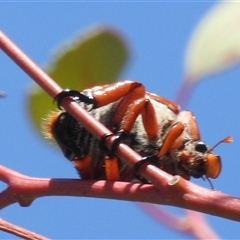 Anoplognathus montanus at Kambah, ACT - suppressed