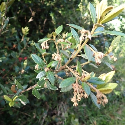 Elaeocarpus holopetalus (Black Olive Berry) at Robertson, NSW - 21 Nov 2024 by plants