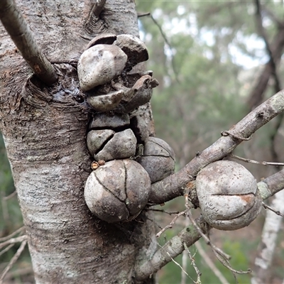 Callitris muelleri (Illawarra Cypress Pine) at Fitzroy Falls, NSW - 21 Nov 2024 by plants