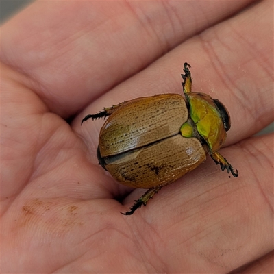 Anoplognathus brunnipennis (Green-tailed Christmas beetle) at Wanniassa, ACT - 22 Nov 2024 by HelenCross