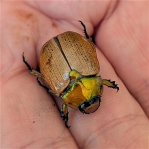 Anoplognathus brunnipennis at Wanniassa, ACT - 22 Nov 2024 11:40 AM