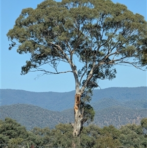 Eucalyptus melliodora (Yellow Box) at Kambah, ACT by HelenCross