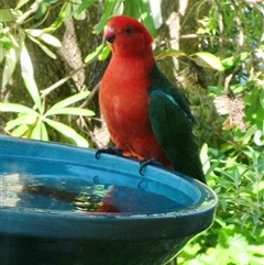 Alisterus scapularis (Australian King-Parrot) at Wamboin, NSW - 21 Nov 2024 by Komidar