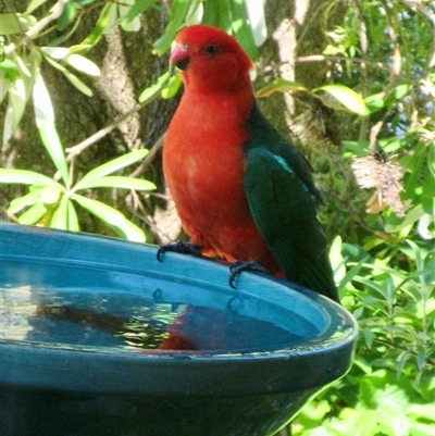 Alisterus scapularis (Australian King-Parrot) at Wamboin, NSW - 21 Nov 2024 by Komidar