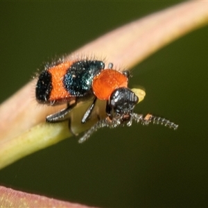 Dicranolaius bellulus at Bruce, ACT - 22 Nov 2024 09:09 AM