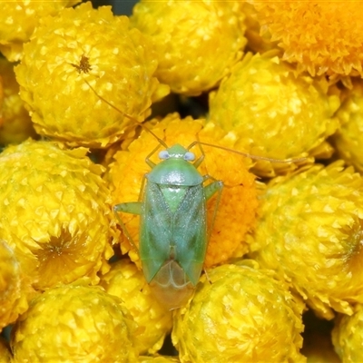 Taylorilygus apicalis (Brockenbacked Bug) at Acton, ACT - 21 Nov 2024 by TimL