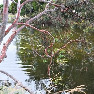 Eucalyptus sp. at Amaroo, ACT - 31 Dec 2022