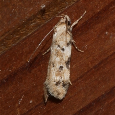 Opsitycha squalidella (Barea Group) at Freshwater Creek, VIC - 13 Nov 2024 by WendyEM