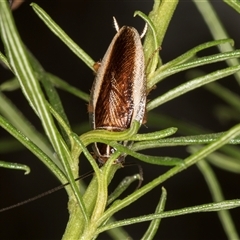 Balta bicolor (A balta cockroach) at Bruce, ACT - 20 Nov 2024 by kasiaaus