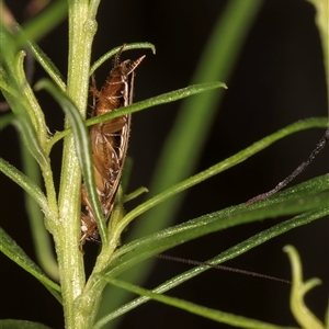 Balta bicolor at Bruce, ACT - 20 Nov 2024 11:01 AM