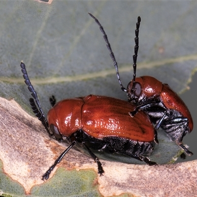 Aporocera (Aporocera) haematodes (A case bearing leaf beetle) at Bruce, ACT - 20 Nov 2024 by kasiaaus