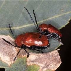 Aporocera (Aporocera) haematodes at Bruce, ACT - 20 Nov 2024