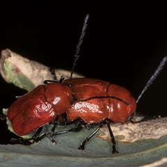 Aporocera (Aporocera) haematodes at Bruce, ACT - 20 Nov 2024