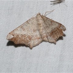 Dissomorphia australiaria (Dashed Geometrid, Ennominae) at Freshwater Creek, VIC - 16 Nov 2024 by WendyEM