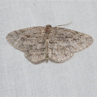 Zermizinga sinuata (Lucerne Looper, Spider Moth) at Freshwater Creek, VIC - 17 Nov 2024 by WendyEM