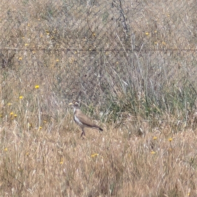 Vanellus tricolor (Banded Lapwing) at Symonston, ACT - 21 Nov 2024 by samreid007