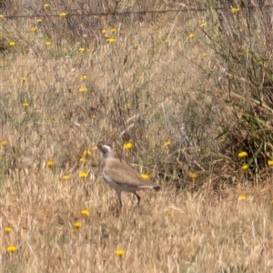 Vanellus tricolor at Symonston, ACT - 22 Nov 2024