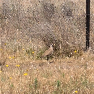 Vanellus tricolor at Symonston, ACT - 22 Nov 2024